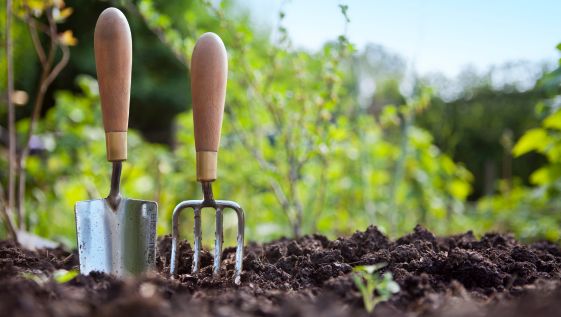 Garden with plants and tools.